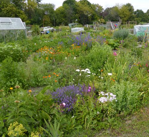 Mehr Arten im Garten – Kostenlose ökologische Gartenberatung 